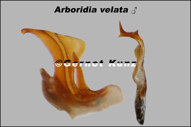 Arboridia velata  genital style and aedeagus 