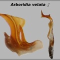 Arboridia velata  genital style and aedeagus 