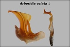 Arboridia velata  genital style and aedeagus 