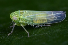 Chlorita paolii  Beifu  -Blattzikade M3 2v