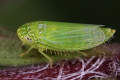 Chlorita pusilla  Baltische Blattzikade W1 2v