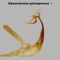Edwardsiana plurispinosa  Hirsch-Laubzikade M 3 4