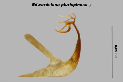 Edwardsiana plurispinosa  Hirsch-Laubzikade M 3 4