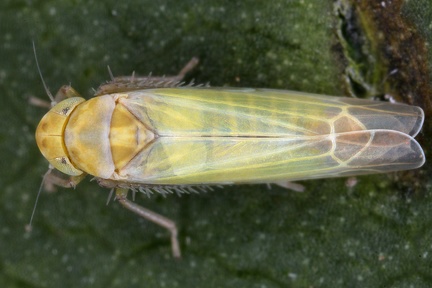 Edwardsiana rhodophila  Weinrosen Laubzikade M1 2