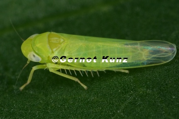 Empoasca pteridis  Gr  ne Kartoffel-Blattzikade M3 2
