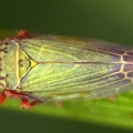 Erythria aureola  Anker-Blattzikade M8 2