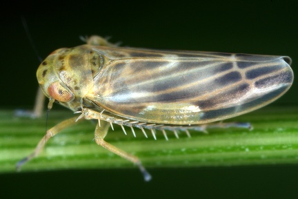 Erythria manderstjernii  Berg-Blattzikade M3 2