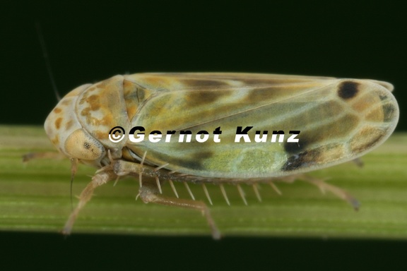 Erythria pedemontana M1 2