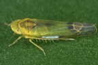 Eupteryx filicum  Farn-Blattzikade M1 2