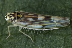 Eupteryx immaculatifrons  Taubnessel-Blattzikde Mcf1 2