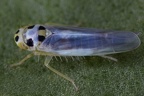Eupteryx lelievrei  Betonien Blattzikade W1 2