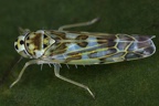 Eupteryx melissae  Eibisch-Blattzikade M3 2