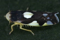 Eupteryx notata  Triften-Blattzikade W1 2