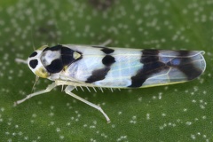 Eupteryx petasitidis  Pestwurz Blattzikade W1 2v