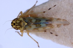 Eupteryx rostrata M1 2v