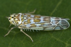 Eupteryx salviae  Adria-Blattzikade M4 2