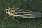 Eupteryx tenella  Schafgarben-Blattzikade W1 2