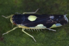 Eupteryx vittata  Hahnenfu  -Blattzikade W6 2
