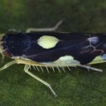 Eupteryx vittata  Hahnenfu  -Blattzikade W6 2