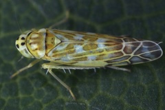 Eupteryx zelleri W3 2