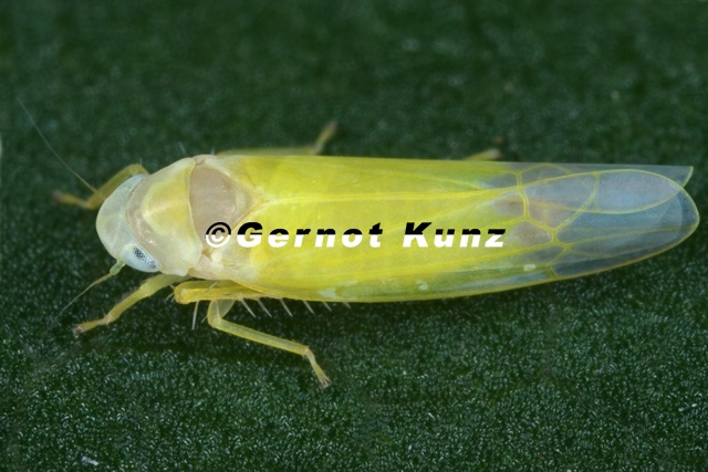 Fagocyba_cruenta__Buchen-Blattzikade_M9_2.jpg