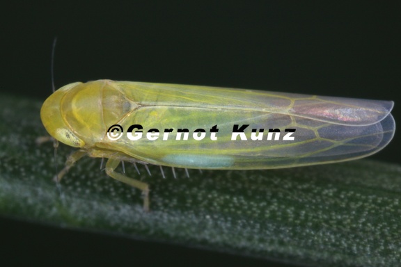 Forcipata citrinella  Ried-Blattzikade M1 2