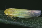 Forcipata citrinella  Ried-Blattzikade M1 2