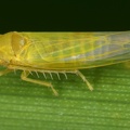 Forcipata forcipata  Zangen-Blattzikade M4 2