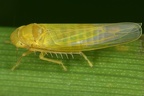 Forcipata forcipata  Zangen-Blattzikade M4 2
