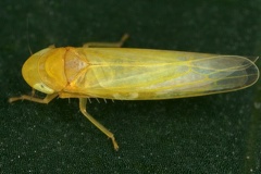 Forcipata major  Gro  e Zangenblattzikade M2 2