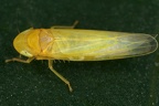 Forcipata major  Gro  e Zangenblattzikade M2 2