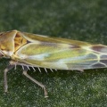 Fruticidia bisignata  Wei  dorn-Blattzikade W2 2