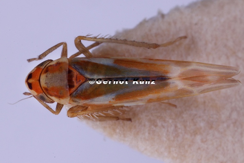 Fruticidia_sanguinosa__Blutrote_Blattzikade_M1_2.jpg