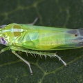 Kyboasca bipunctata  Zweipunkt Blattzikade M1 2