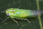 Kyboasca bipunctata  Zweipunkt Blattzikade M1 2