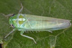Kybos abstrusus  Schwarzpappel-Blattzikade W1 2