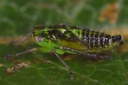 Kybos butleri  Mandelweiden-Blattzikade L4 2