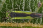 Kybos butleri  Mandelweiden-Blattzikade M1 2
