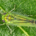Kybos smaragdula  Smaragd-Blattzikade W4 1