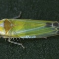 Lindbergina aurovittata Goldband-Blattzikade 1 2v