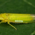 Notus flavipennis  Gemeine Seggen-Blattzikade M4 2