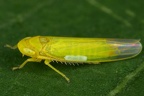 Notus flavipennis  Gemeine Seggen-Blattzikade M4 2