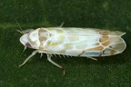 Typhlocyba quercus  Leoparden-Blattzikade 1 2