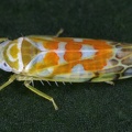 Typhlocyba quercus  Leoparden-Blattzikade 3 2