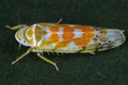 Typhlocyba quercus  Leoparden-Blattzikade 3 2
