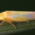Wagneriala minima  Erdseggen Blattzikade W3 2