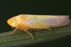 Wagneriala minima  Erdseggen Blattzikade W3 2