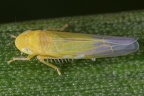 Wagneriala sinuata  Blauseggen Blattzikade  M5 3