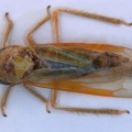 Wagneriala sinuata  Ennstaler Blattzikade  1 2v