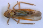 Wagneriala sinuata  Ennstaler Blattzikade  1 2v